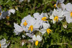 Sticky nightshade